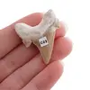 Dinte de rechin fosilizat din Maroc unicat, C23, imagine 2