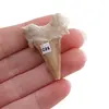 Dinte de rechin fosilizat din Maroc unicat, C25, imagine 2