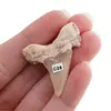 Dinte de rechin fosilizat din Maroc unicat, C26, imagine 2