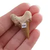 Dinte de rechin fosilizat din Maroc unicat, C27, imagine 2