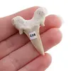 Dinte de rechin fosilizat din Maroc unicat, C28, imagine 2