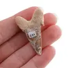 Dinte de rechin fosilizat din Maroc unicat, C31, imagine 2