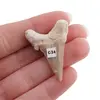Dinte de rechin fosilizat din Maroc unicat, C34, imagine 2