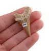Dinte de rechin fosilizat din Maroc unicat, C40, imagine 2