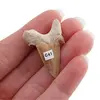 Dinte de rechin fosilizat din Maroc unicat, C41, imagine 2