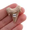Dinte de rechin fosilizat din Maroc unicat, C53, imagine 2