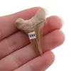 Dinte de rechin fosilizat din Maroc unicat, C55, imagine 2