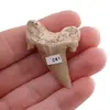 Dinte de rechin fosilizat din Maroc unicat, C61, imagine 2