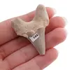 Dinte de rechin fosilizat din Maroc unicat, C68, imagine 2