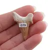 Dinte de rechin fosilizat din Maroc unicat, C75, imagine 2