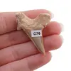 Dinte de rechin fosilizat din Maroc unicat, C76, imagine 2