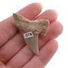 Dinte de rechin fosilizat din Maroc unicat, C79, imagine 2
