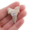 Dinte de rechin fosilizat din Maroc unicat, C81, imagine 2