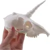 Decoratiune craniu de unicorn, alba - 13cm, imagine 3