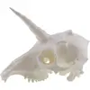 Decoratiune craniu de unicorn, alba - 13cm