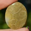 Cabochon coral fosilic 38x30x5mm K2