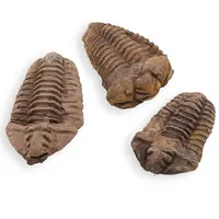 Trilobit fosilizat, 7-9cm