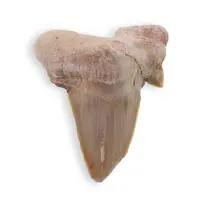 Dinte de rechin fosilizat din Maroc, B54