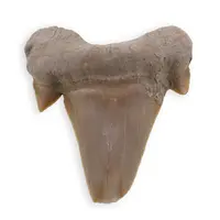 Dinte de rechin fosilizat din Maroc, E10
