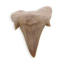 Dinte de rechin fosilizat din Maroc, E12