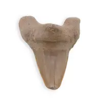 Dinte de rechin fosilizat din Maroc, E2