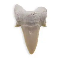 Dinte de rechin fosilizat din Maroc, E35