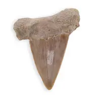 Dinte de rechin fosilizat din Maroc, E4
