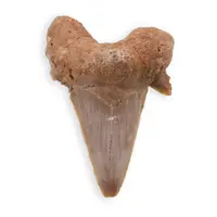 Dinte de rechin fosilizat din Maroc, E6