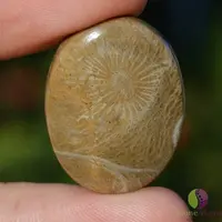 Cabochon coral fosilic 28x21x5mm K15