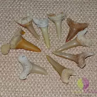 Fosila dinte rechin Megalodon 30mm