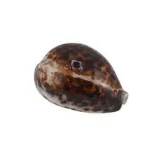 Cochilie scoica naturala, maro