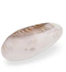 Cochilie scoica alba naturala 28cm