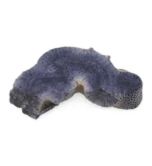 Felie slefuita unicat din Coral albastru, C1