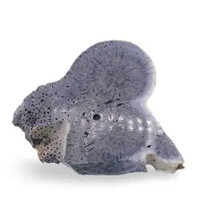 Felie slefuita unicat din Coral albastru, C2