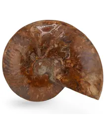 Amonit fosila unicat cu irizatii naturale, 1.2kg, 16cm