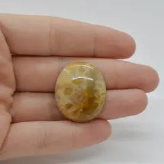 Cabochon Coral Fosilic 28x24x7mm C44