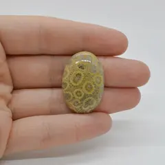 Cabochon Coral Fosilic 30x20x6mm C24