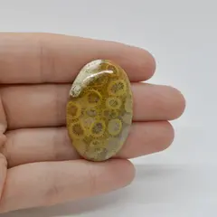 Cabochon Coral Fosilic 37x24x7mm C11