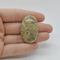 Cabochon Coral Fosilic 39x25x7mm C17