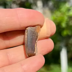 Chihlimbar din Indonezia, cristal natural unicat, A55