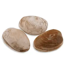Scoica mare fosilizata, 6-7cm