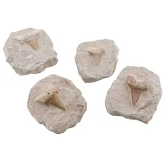 Dinte de rechin in matrita, 5-6cm