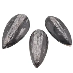 Fosila Orthoceras mica, 8-9cm