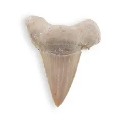 Dinte de rechin fosilizat din Maroc, B22