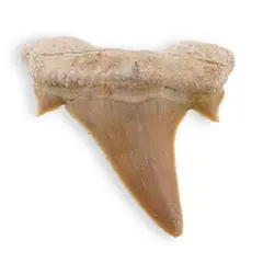 Dinte de rechin fosilizat din Maroc, B57