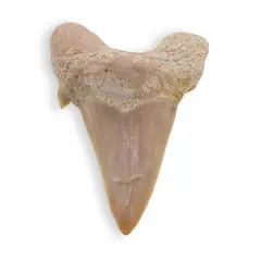 Dinte de rechin fosilizat din Maroc, B59