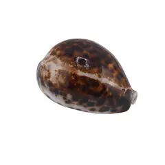 Cochilie scoica naturala, maro