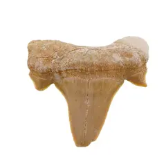 Dinte de rechin fosilizat din Maroc unicat, C1