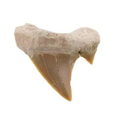 Dinte de rechin fosilizat din Maroc unicat, C10