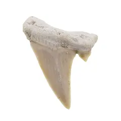 Dinte de rechin fosilizat din Maroc unicat, C11